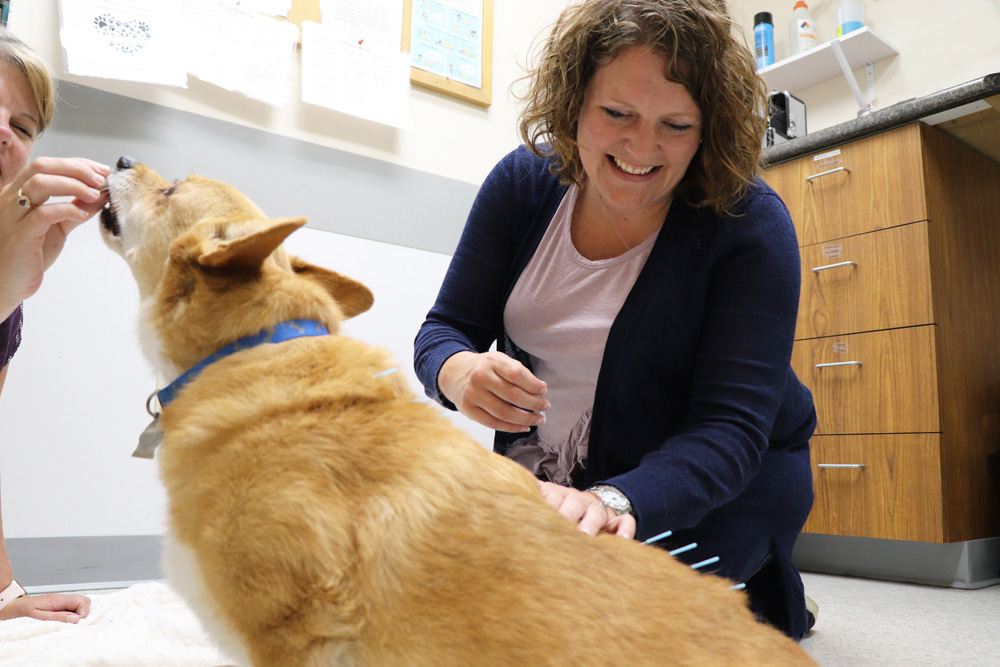 Dog receiving acupuncture with Dr. Tasha Wilson