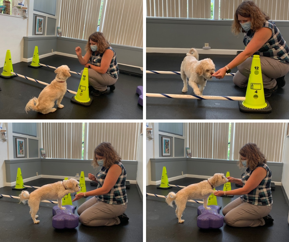 What is veterinary physical rehabilitation? HELPING YOUR DOG FETCH