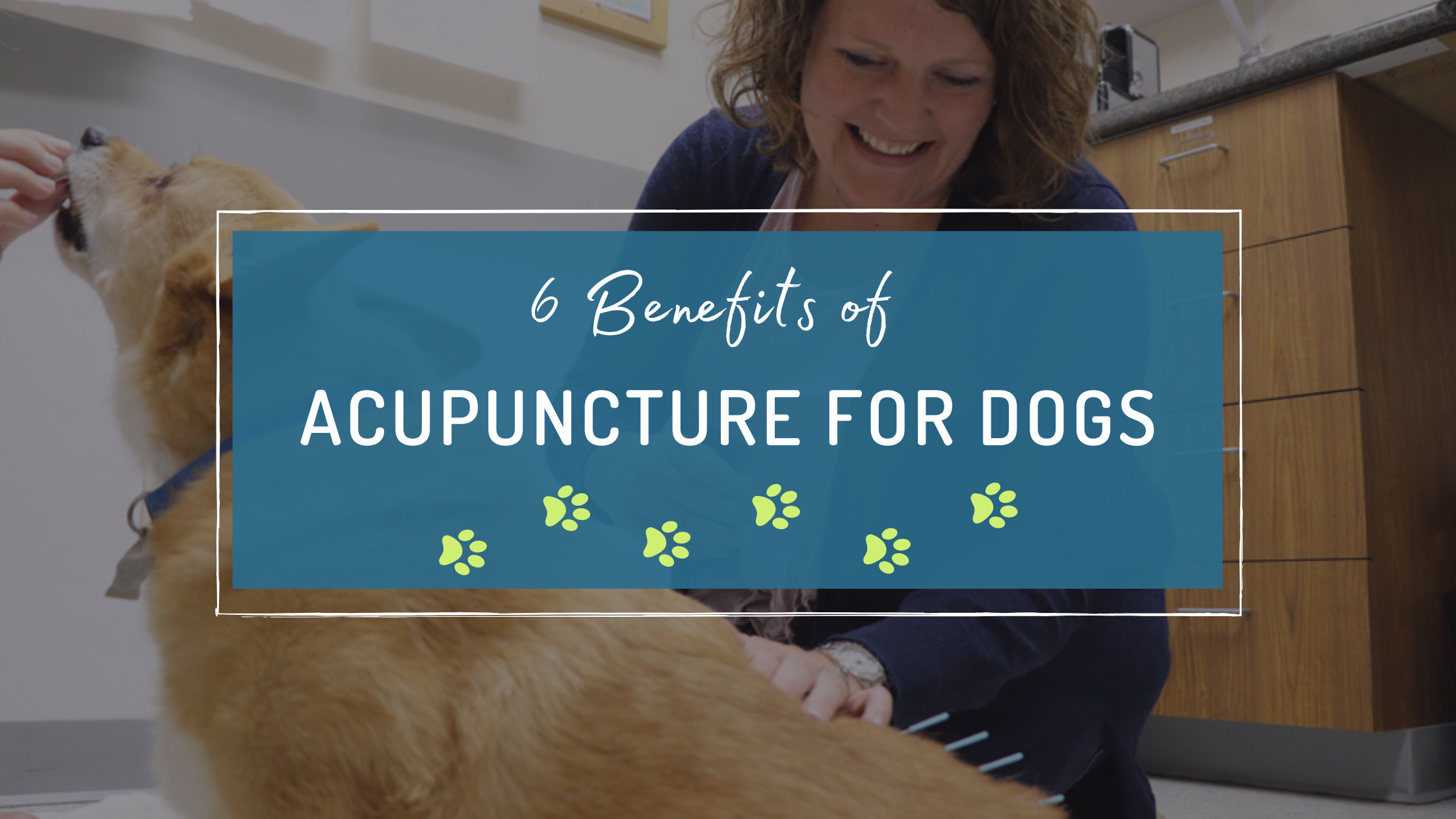 Acupuncture benefits for Dogs